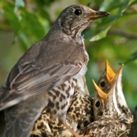 David - Mistle Thrush